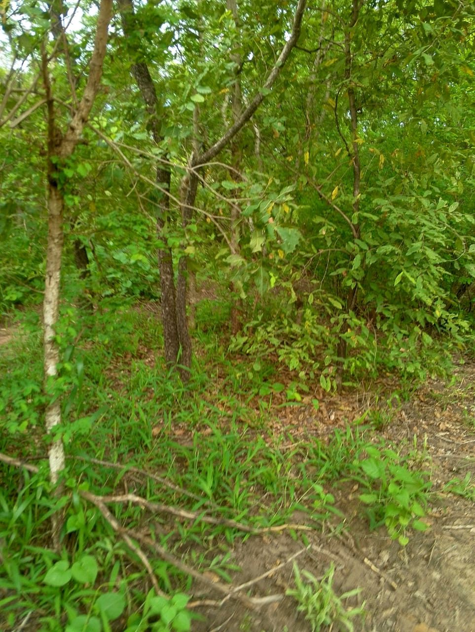 Slender trees and leaf litter beside a bare dirt track through the bush.