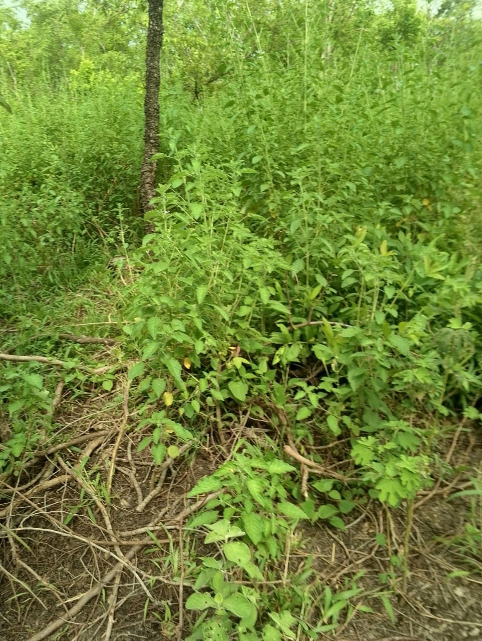 Thick low undergrowth with cut branches lying across the ground.
