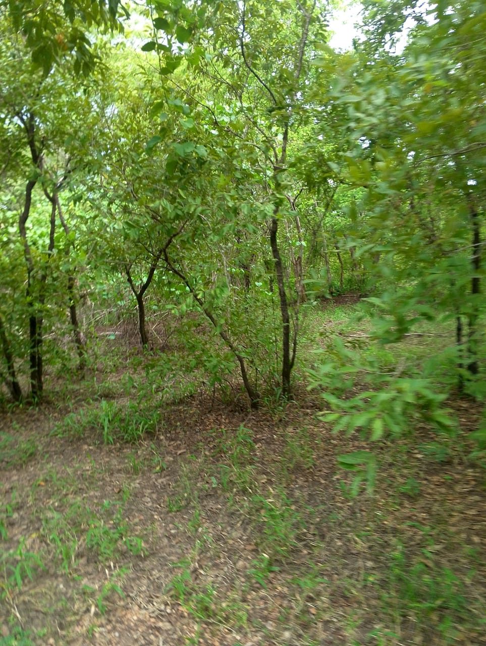 Woodland with a dirt track curving away to the right through the trees.