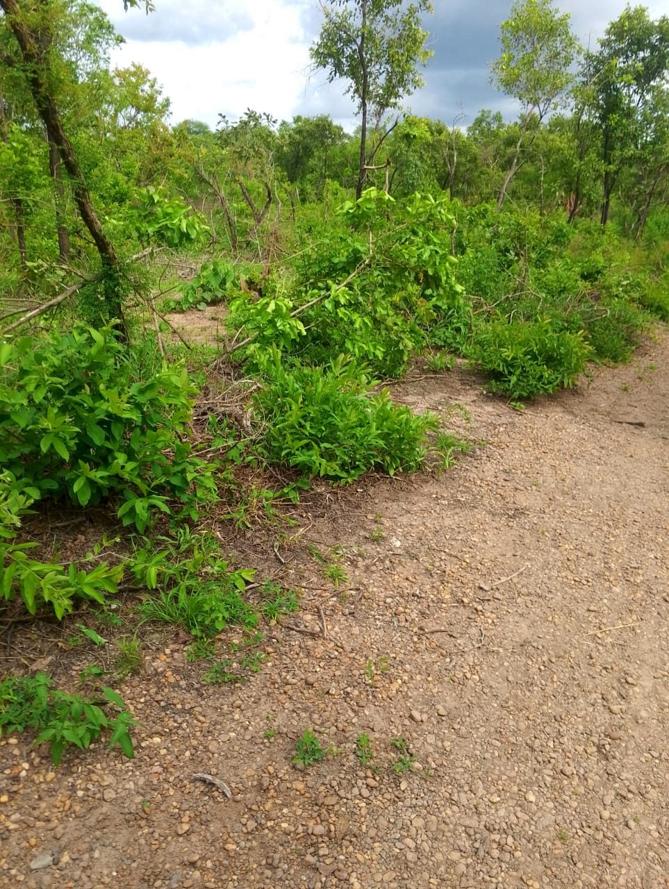Cut brush piled along the edge of a gravel access road.