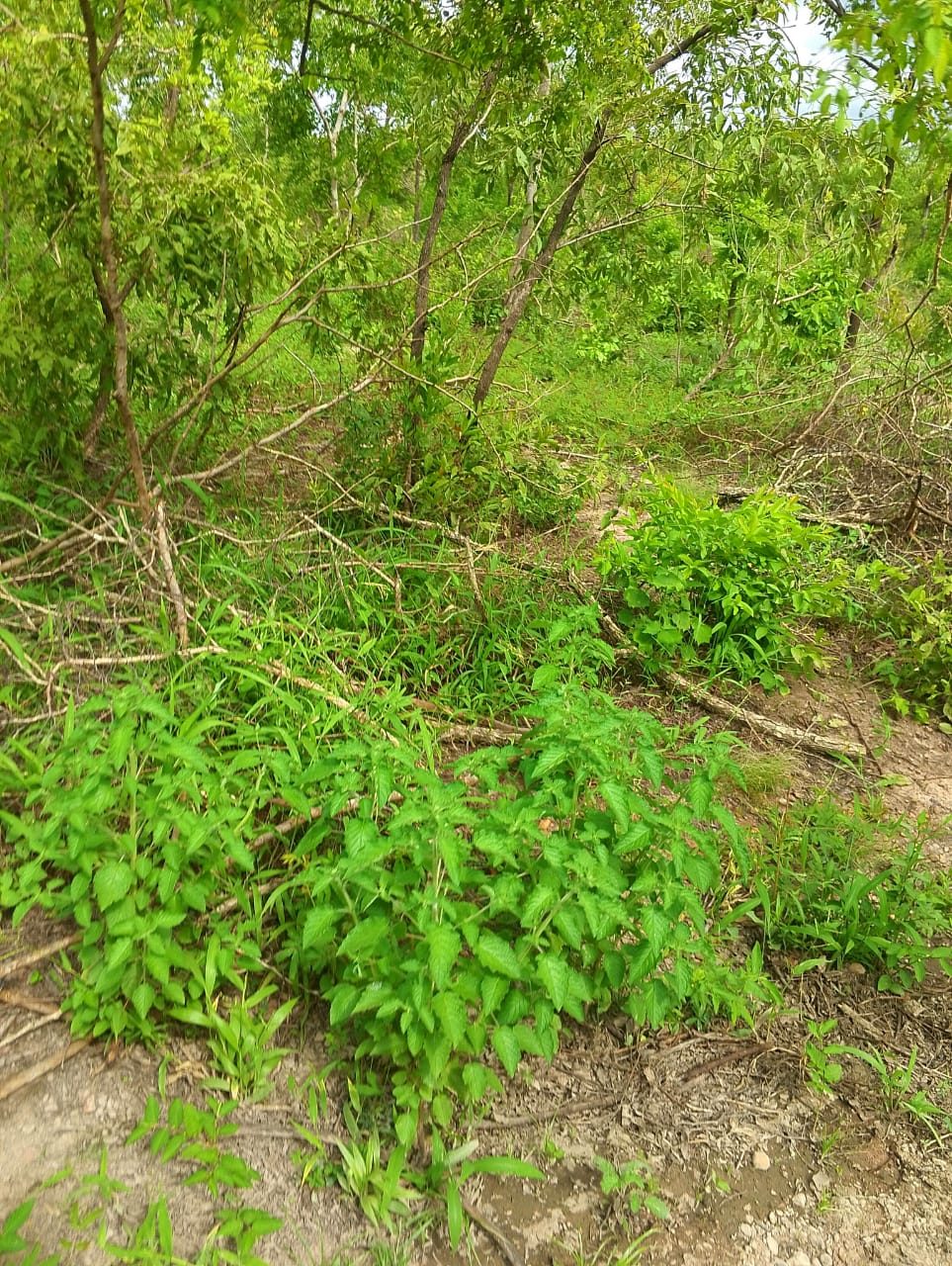 Cut branches laid over green undergrowth beside a cleared track.