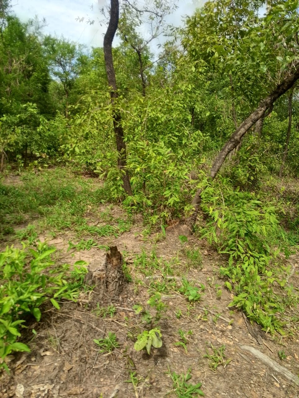 Freshly cut tree stump in the foreground of a partly cleared stand of trees.
