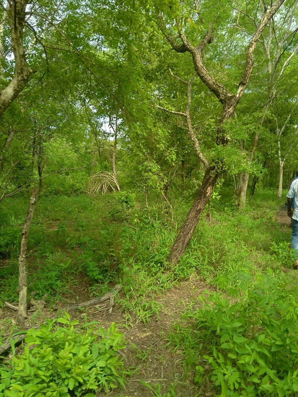Open woodland with a person walking along the track at the right edge of frame.